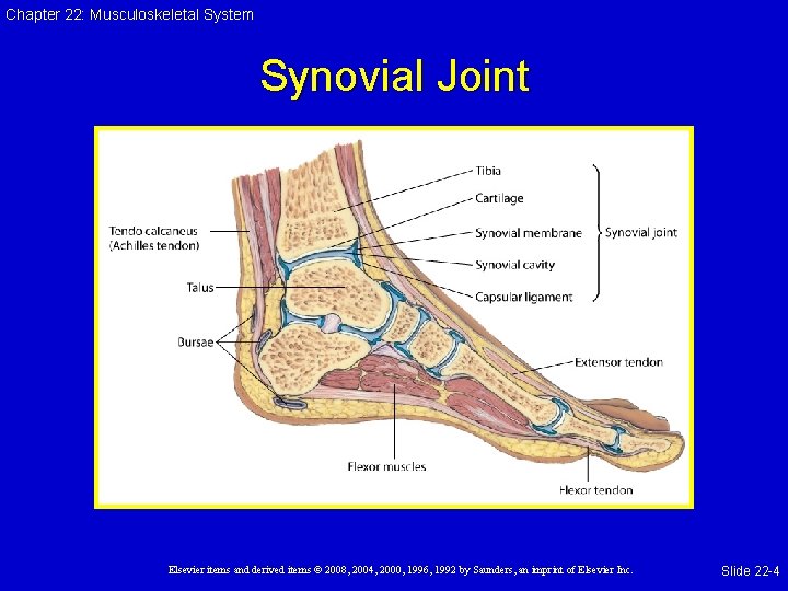 Chapter 22: Musculoskeletal System Synovial Joint Elsevier items and derived items © 2008, 2004,