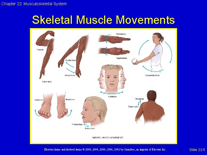 Chapter 22: Musculoskeletal System Skeletal Muscle Movements Elsevier items and derived items © 2008,