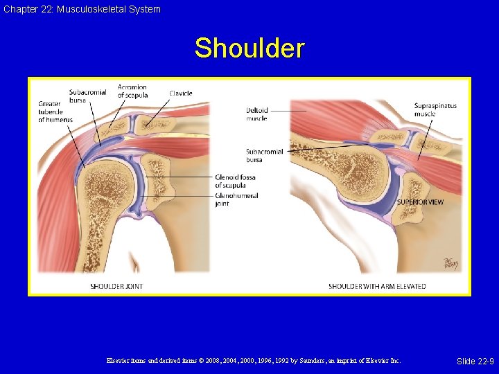 Chapter 22: Musculoskeletal System Shoulder Elsevier items and derived items © 2008, 2004, 2000,