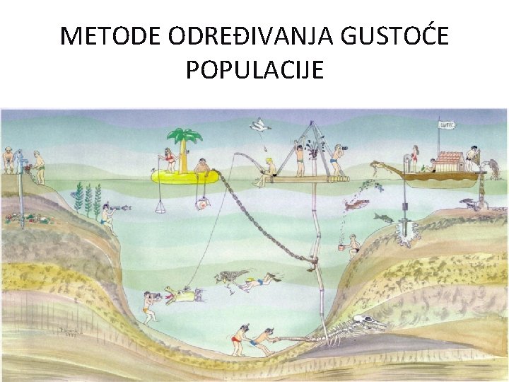 METODE ODREĐIVANJA GUSTOĆE POPULACIJE 