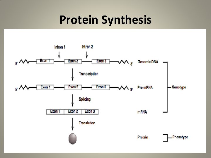 Protein Synthesis 