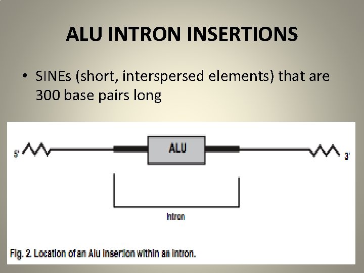 ALU INTRON INSERTIONS • SINEs (short, interspersed elements) that are 300 base pairs long