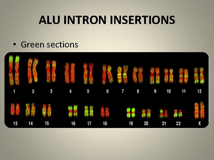 ALU INTRON INSERTIONS • Green sections 