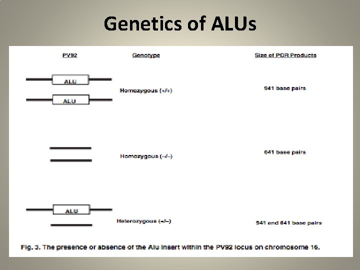 Genetics of ALUs 