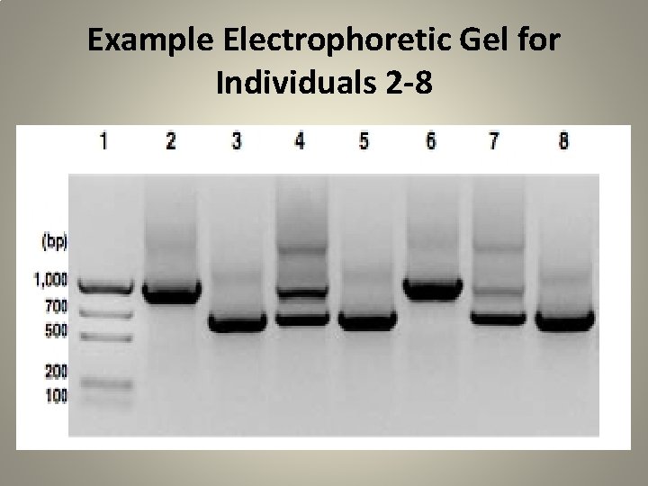 Example Electrophoretic Gel for Individuals 2 -8 