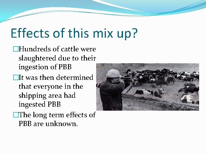 Effects of this mix up? �Hundreds of cattle were slaughtered due to their ingestion