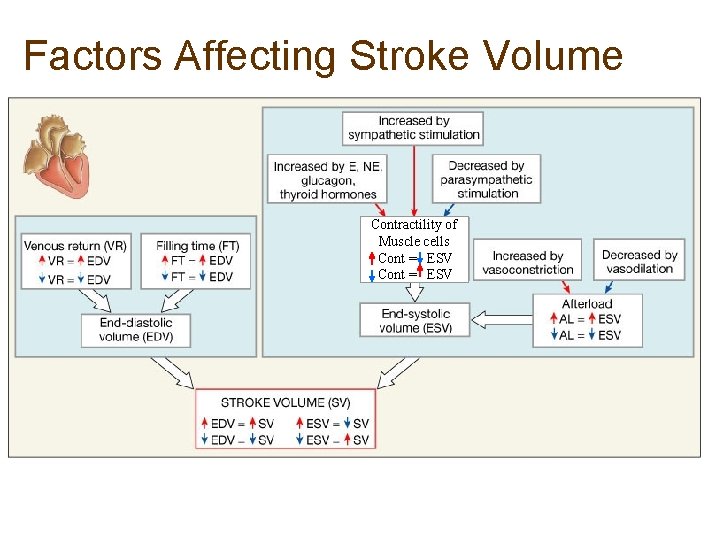 Factors Affecting Stroke Volume Contractility of Muscle cells Cont = ESV Factors Affecting Stroke Volume Contractility of Muscle cells Cont = ESV