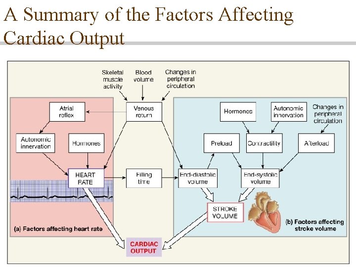 A Summary of the Factors Affecting Cardiac Output A Summary of the Factors Affecting Cardiac Output