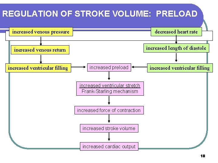 REGULATION OF STROKE VOLUME: PRELOAD increased venous pressure decreased heart rate increased venous return REGULATION OF STROKE VOLUME: PRELOAD increased venous pressure decreased heart rate increased venous return