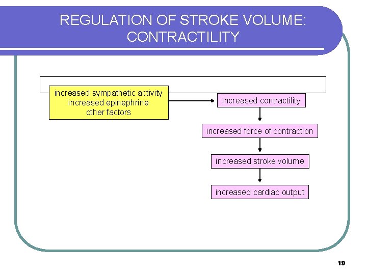 REGULATION OF STROKE VOLUME: CONTRACTILITY increased sympathetic activity increased epinephrine other factors increased contractility REGULATION OF STROKE VOLUME: CONTRACTILITY increased sympathetic activity increased epinephrine other factors increased contractility