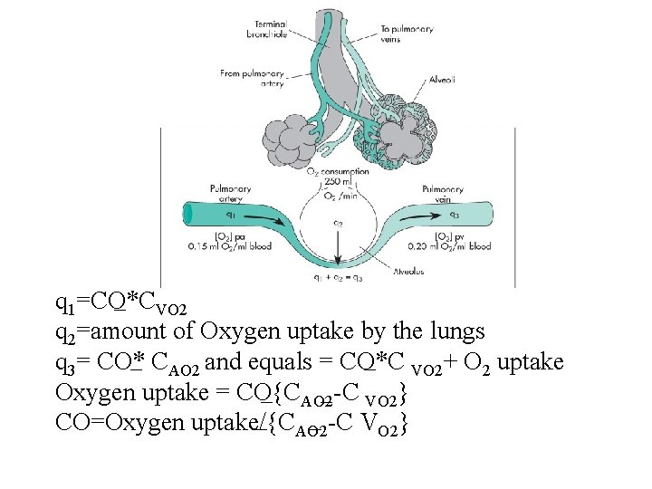 q 1=CO*CVO 2 q 2=amount of Oxygen uptake by the lungs q 3= CO* q 1=CO*CVO 2 q 2=amount of Oxygen uptake by the lungs q 3= CO*