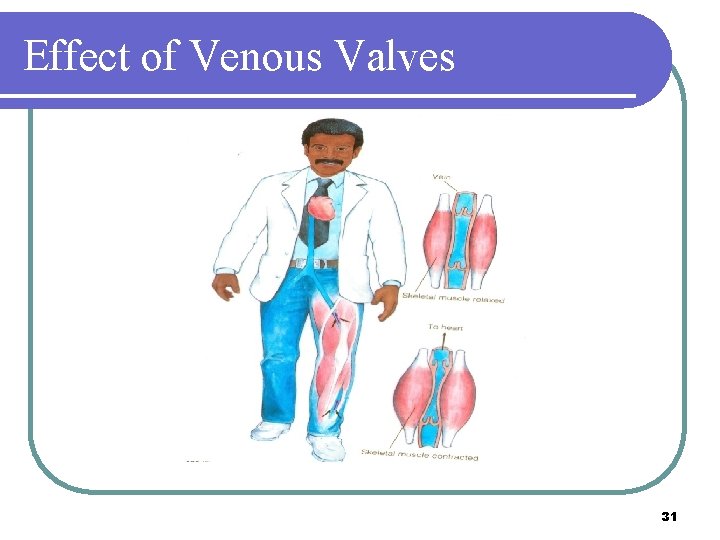Effect of Venous Valves 31 Effect of Venous Valves 31