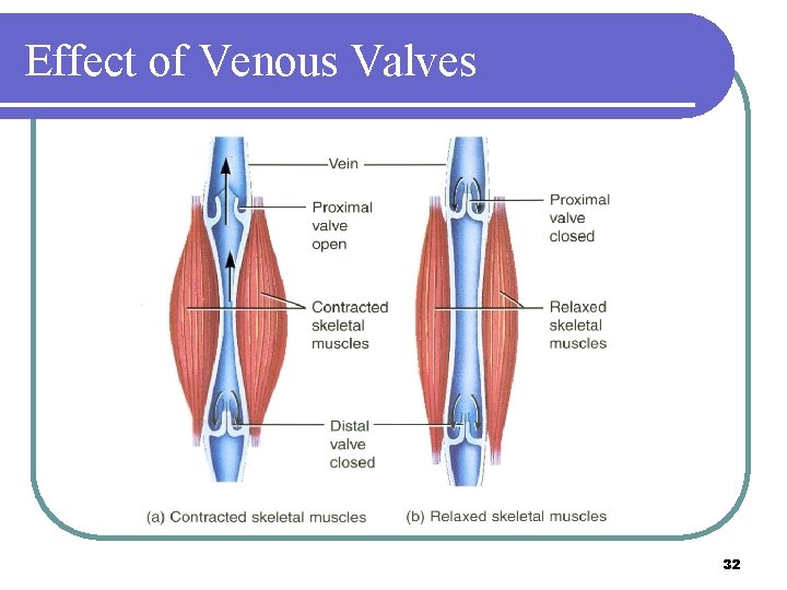 Effect of Venous Valves 32 Effect of Venous Valves 32