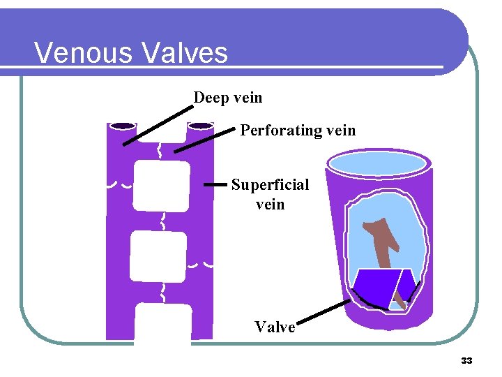 Venous Valves Deep vein Perforating vein Superficial vein Valve 33 Venous Valves Deep vein Perforating vein Superficial vein Valve 33