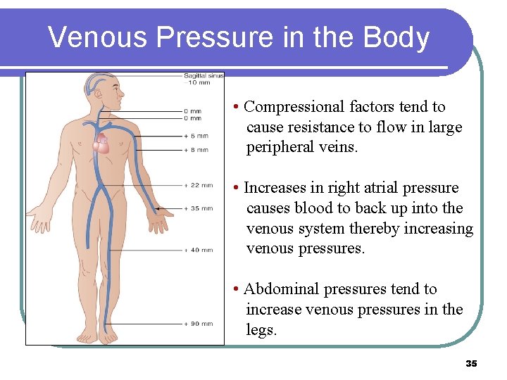 Venous Pressure in the Body • Compressional factors tend to cause resistance to flow Venous Pressure in the Body • Compressional factors tend to cause resistance to flow