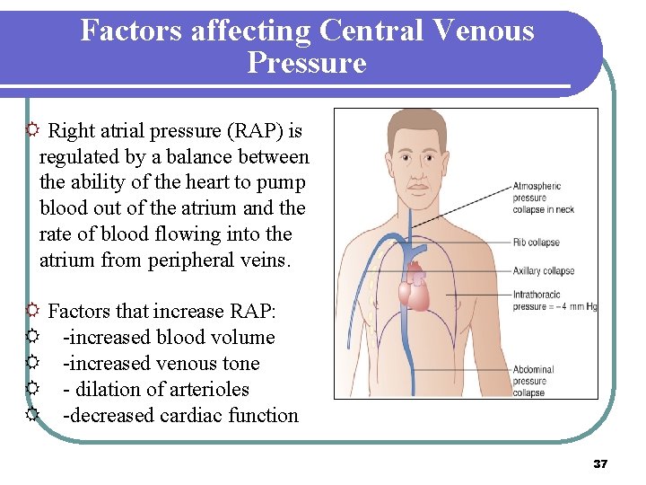 Factors affecting Central Venous Pressure R Right atrial pressure (RAP) is regulated by a Factors affecting Central Venous Pressure R Right atrial pressure (RAP) is regulated by a