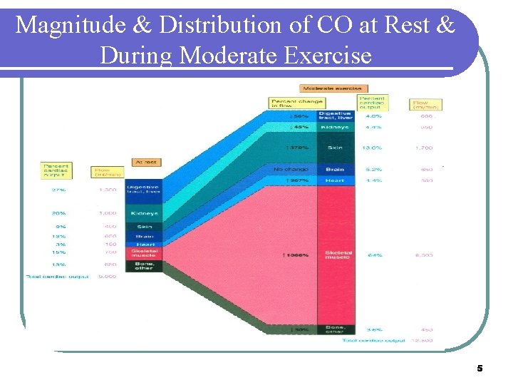 Magnitude & Distribution of CO at Rest & During Moderate Exercise 5 Magnitude & Distribution of CO at Rest & During Moderate Exercise 5