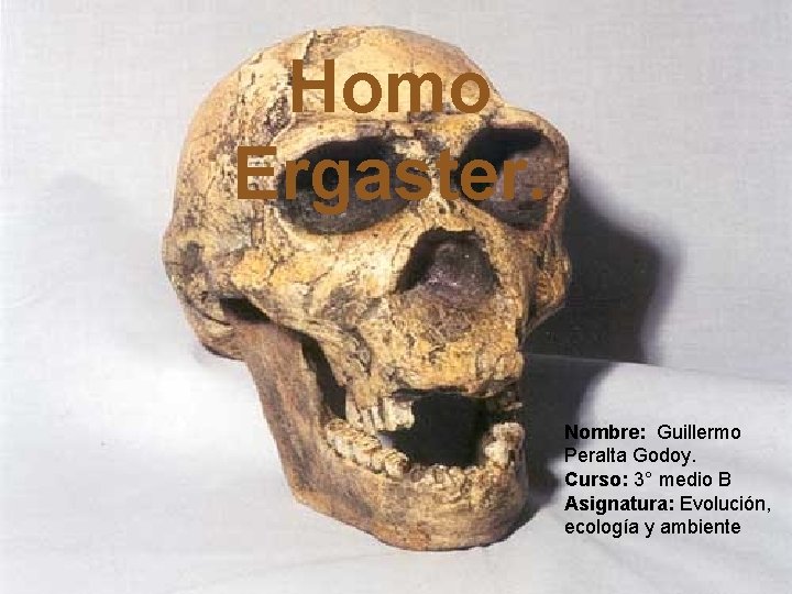 Homo Ergaster. Nombre: Guillermo Peralta Godoy. Curso: 3° medio B Asignatura: Evolución, ecología y