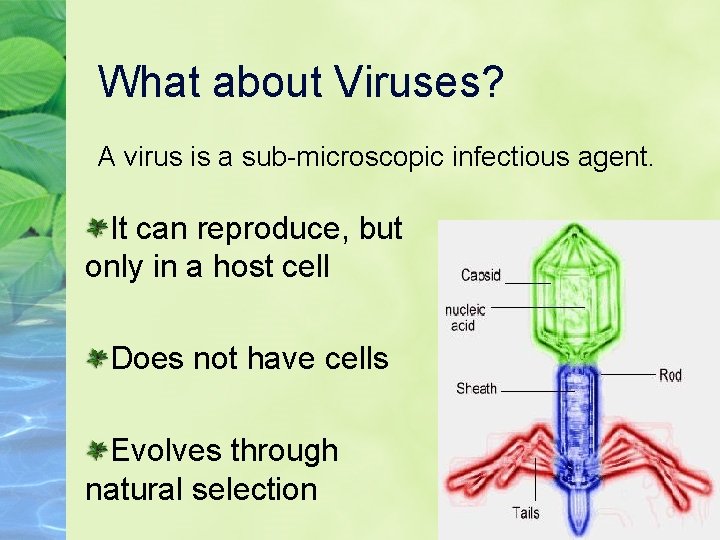 What about Viruses? A virus is a sub-microscopic infectious agent. It can reproduce, but