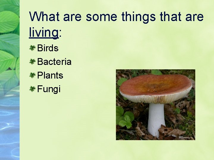 What are some things that are living: Birds Bacteria Plants Fungi 