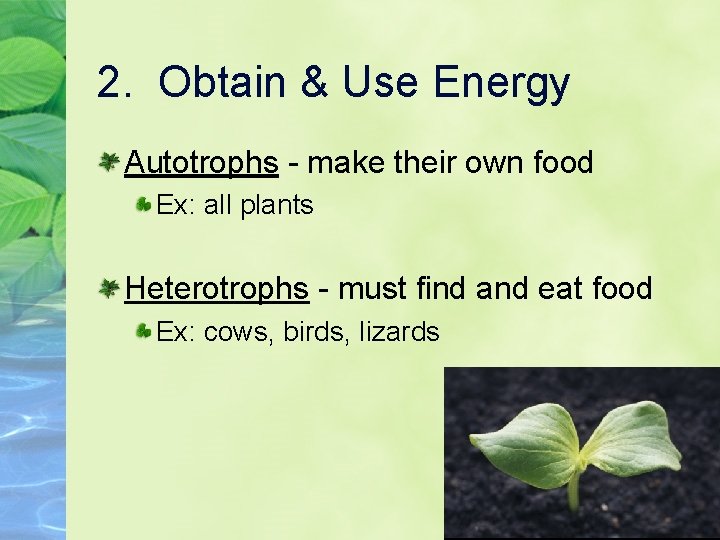 2. Obtain & Use Energy Autotrophs - make their own food Ex: all plants