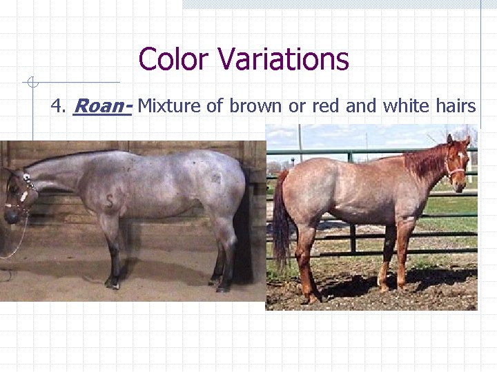 Color Variations 4. Roan- Mixture of brown or red and white hairs 