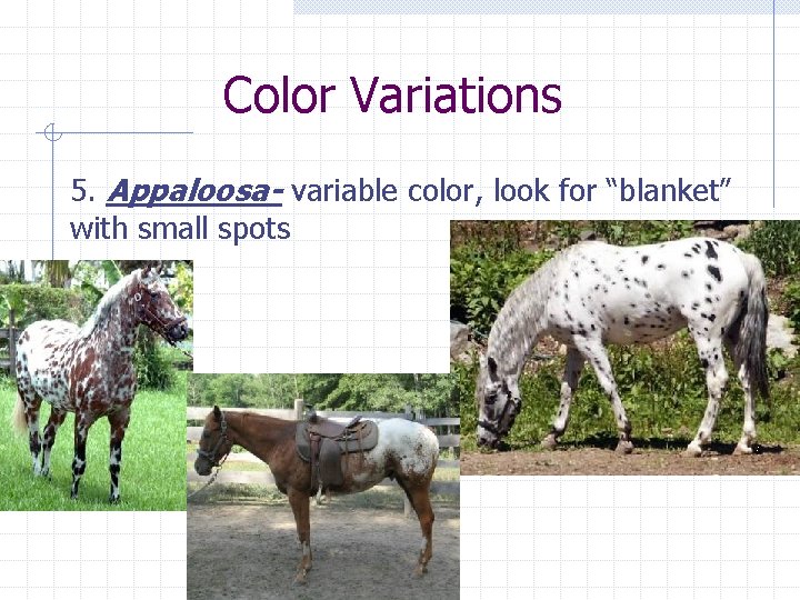 Color Variations 5. Appaloosa- variable color, look for “blanket” with small spots 