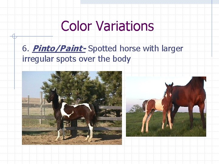 Color Variations 6. Pinto/Paint- Spotted horse with larger irregular spots over the body 