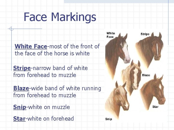 Face Markings White Face-most of the front of the face of the horse is