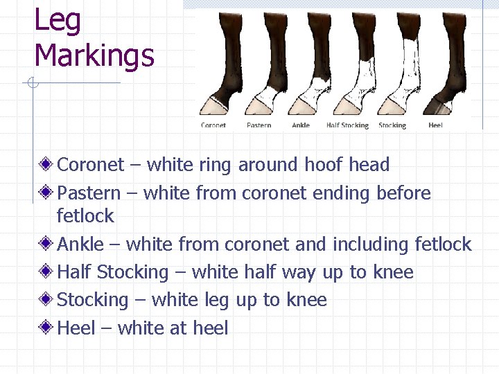 Leg Markings Coronet – white ring around hoof head Pastern – white from coronet
