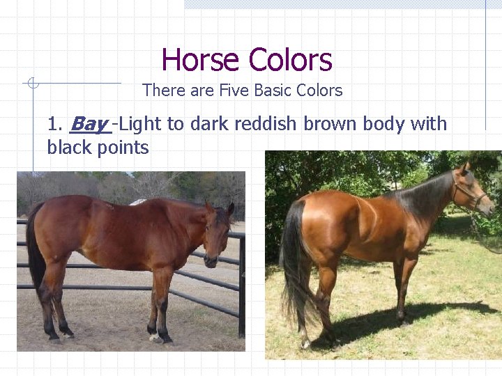 Horse Colors There are Five Basic Colors 1. Bay -Light to dark reddish brown