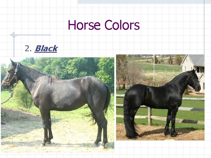 Horse Colors 2. Black 