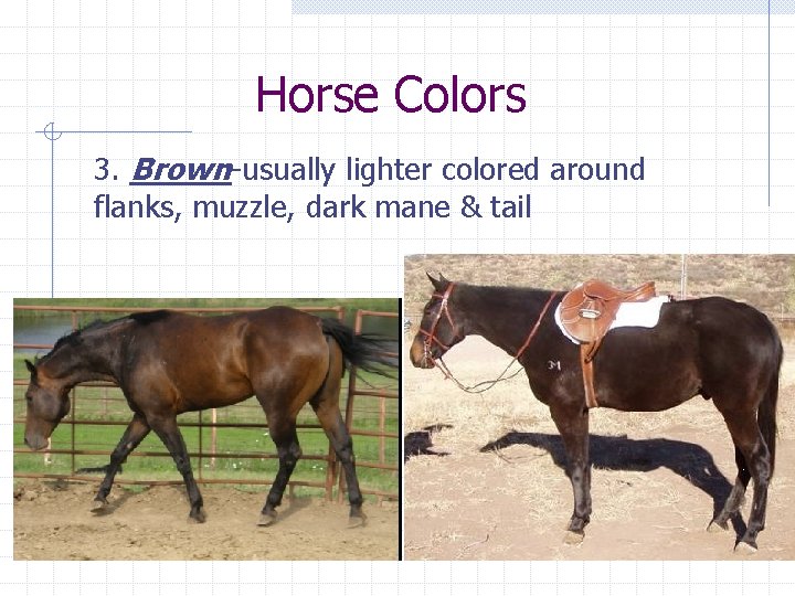 Horse Colors 3. Brown-usually lighter colored around flanks, muzzle, dark mane & tail 
