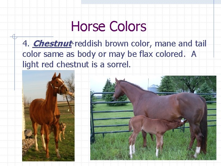 Horse Colors 4. Chestnut-reddish brown color, mane and tail color same as body or