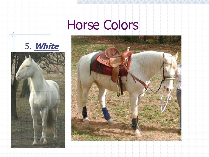Horse Colors 5. White 