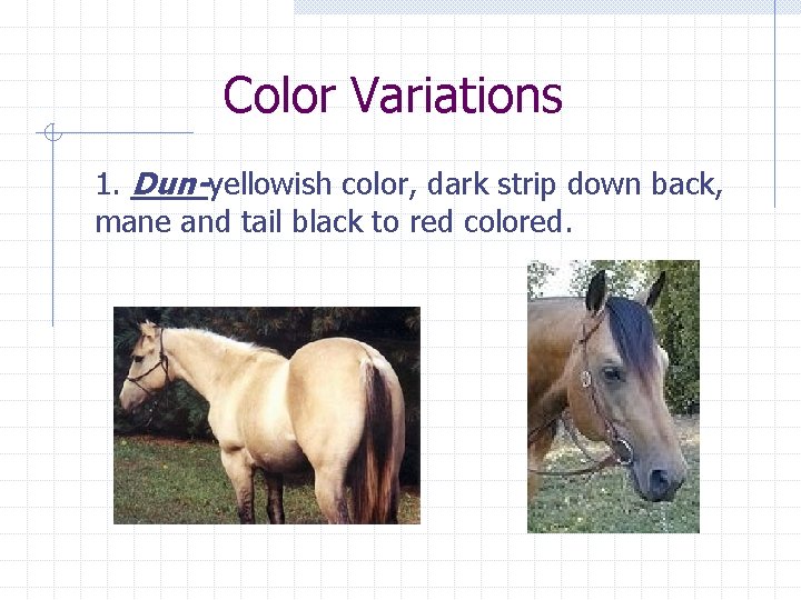 Color Variations 1. Dun-yellowish color, dark strip down back, mane and tail black to
