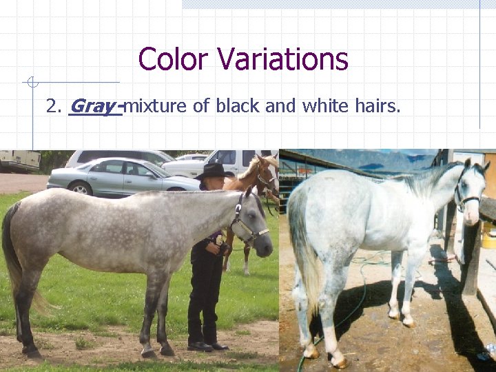 Color Variations 2. Gray-mixture of black and white hairs. 