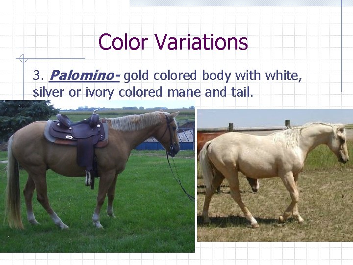 Color Variations 3. Palomino- gold colored body with white, silver or ivory colored mane