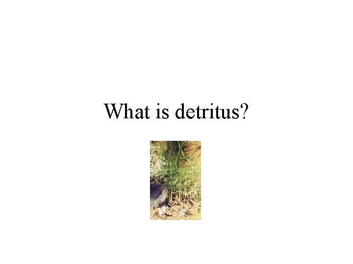 What is detritus? 