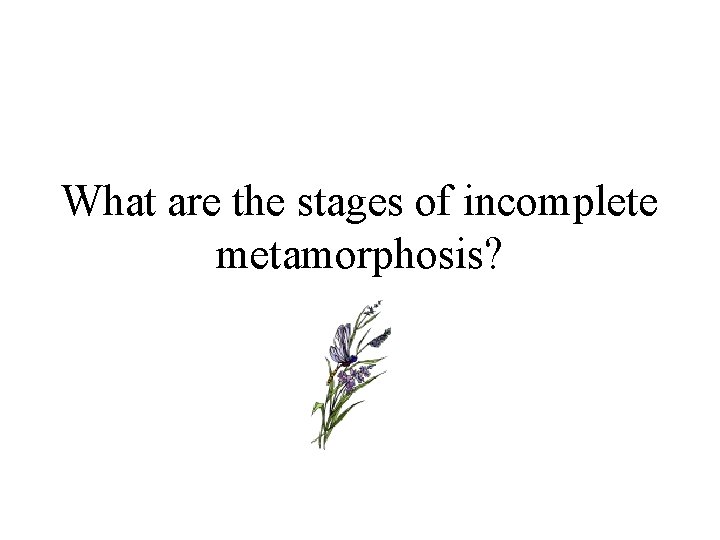 What are the stages of incomplete metamorphosis? 