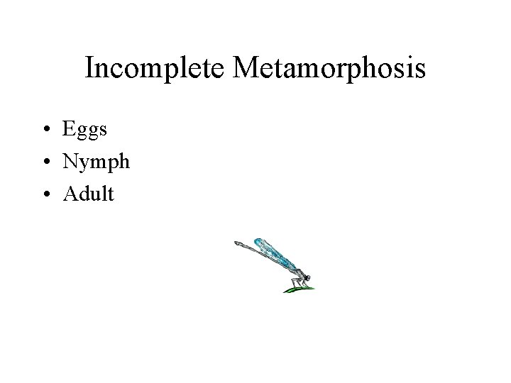 Incomplete Metamorphosis • Eggs • Nymph • Adult 