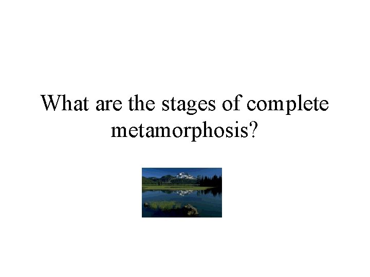 What are the stages of complete metamorphosis? 