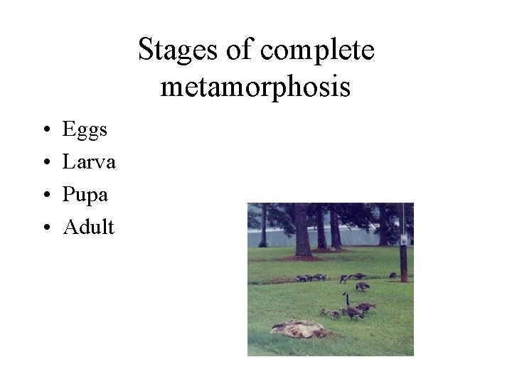 Stages of complete metamorphosis • • Eggs Larva Pupa Adult 