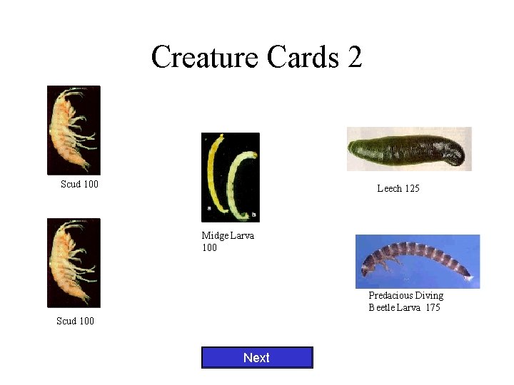 Creature Cards 2 Scud 100 Leech 125 Midge Larva 100 Predacious Diving Beetle Larva