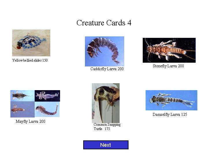 Creature Cards 4 Yellow bellied slider 150 Caddisfly Larva 200 Stonefly Larva 200 Damselfly