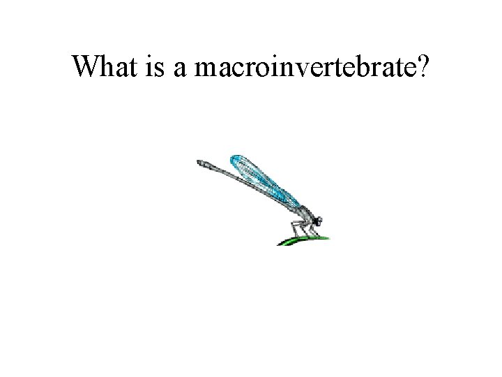 What is a macroinvertebrate? 
