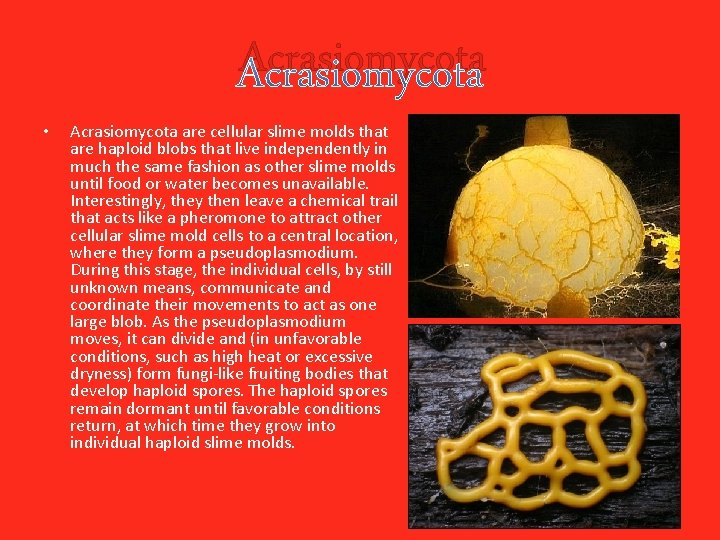 Acrasiomycota • Acrasiomycota are cellular slime molds that are haploid blobs that live independently
