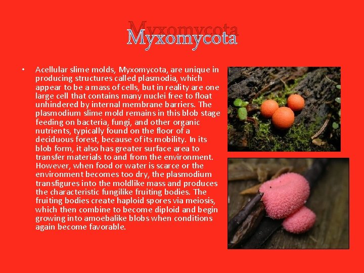 Myxomycota • Acellular slime molds, Myxomycota, are unique in producing structures called plasmodia, which