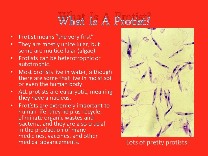 What Is A Protist? • Protist means “the very first” • They are mostly