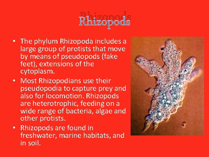 Rhizopods • The phylum Rhizopoda includes a large group of protists that move by